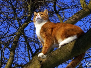 Jigsaw Puzzle «Cat on a tree»