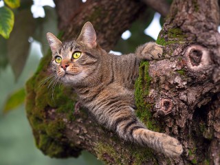 Пазл «Кот на дереве»