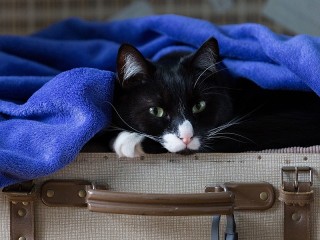Jigsaw Puzzle «Cat in a suitcase»