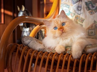 Пазл «Кот в кресле»