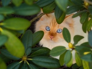 Пазл «Кот в кустах»