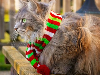 Пазл «Кот в шарфе»