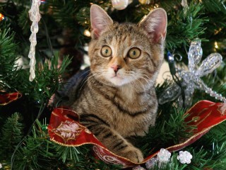 Пазл «Kitten and Christmas tree»