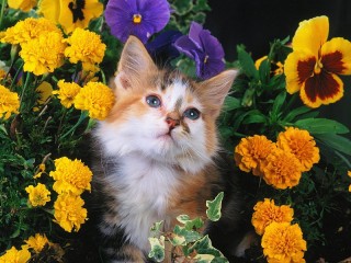 Пазл «Котенок в цветах»