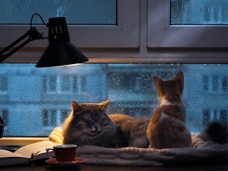 Jigsaw Puzzle «Cats and rain»