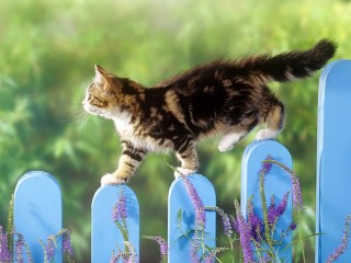 Jigsaw Puzzle «Cat on the fence»