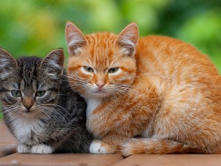 Jigsaw Puzzle «Kittens»