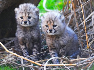 Jigsaw Puzzle «Cheetah kittens»