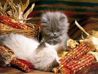 Jigsaw Puzzle «Kittens and corn»