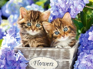 Пазл «Kittens and flowers»