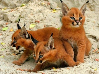 Puzzle «Kittens Caracal»