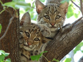 Jigsaw Puzzle «Kittens on a tree»