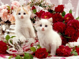 Пазл «Котята в розах»