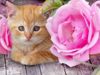 Пазл «Котёнок и роза»
