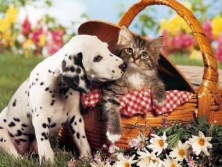 Jigsaw Puzzle «Kitten and puppy»