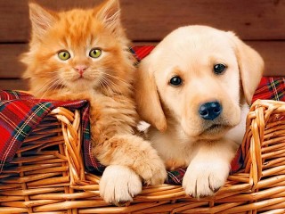 Пазл «Котёнок и щенок»
