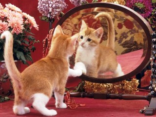 Rompecabezas «Kitten and mirror»