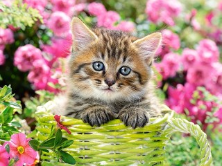 Пазл «Котёнок в саду»