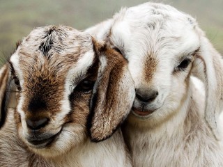 パズル «Goats»