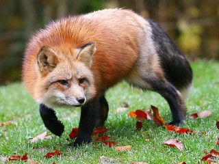 Jigsaw Puzzle «Crouching Fox»