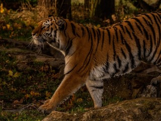 Пазл «Красавец-тигр»
