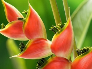 Пазл «Красивое растение»