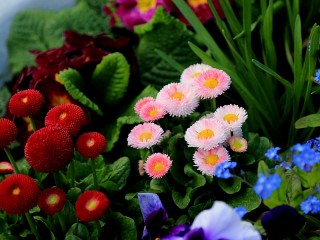 Пазл «Краски весны»