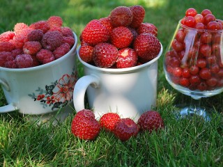 Jigsaw Puzzle «Red berry»