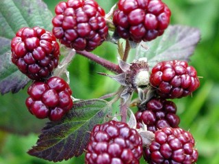 Jigsaw Puzzle «Red blackberry»