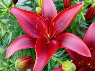 Пазл «Red Lily»