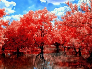 Puzzle «Red autumn»