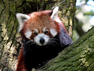Rompecabezas «Red panda»