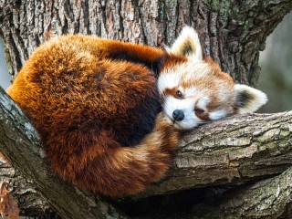 Rätsel «Red Panda»
