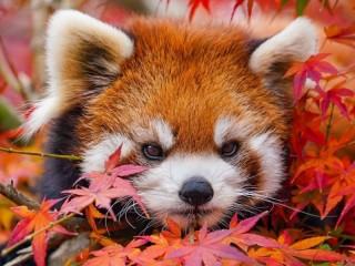 Jigsaw Puzzle «Red panda»
