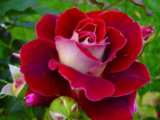 Jigsaw Puzzle «Red Rose»