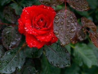 Zagadka «Red Rose»