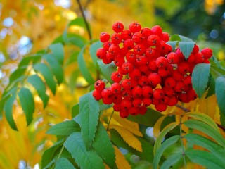 Quebra-cabeça «Red Rowan»