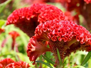 Jigsaw Puzzle «Red selosia»
