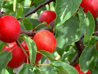 Пазл «Red plum»