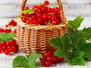 Jigsaw Puzzle «Red currants»