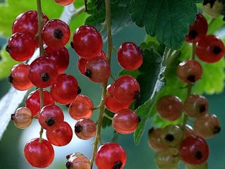 Пазл «Red Ribes»