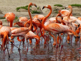 Пазл «Красные фламинго»