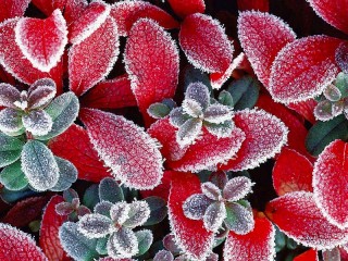 Jigsaw Puzzle «Red leaves»