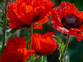 Rompicapo «Red poppies»
