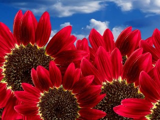 Jigsaw Puzzle «Red sunflowers»