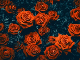 パズル «Red roses»