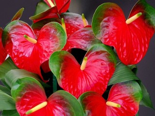 Bulmaca «Red flowers»