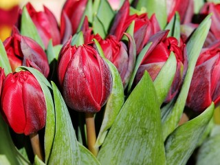 Jigsaw Puzzle «Red tulips»