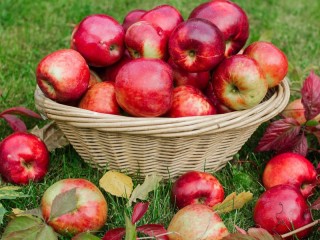 Puzzle «red apples»