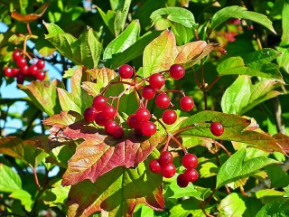 Jigsaw Puzzle «Red berries»